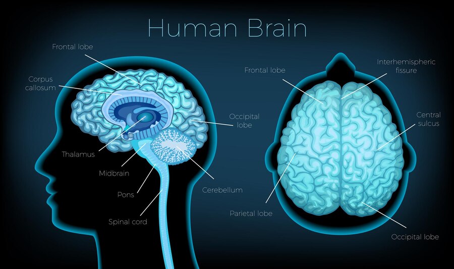 Pain Perception and Neurophysiology – AUVON